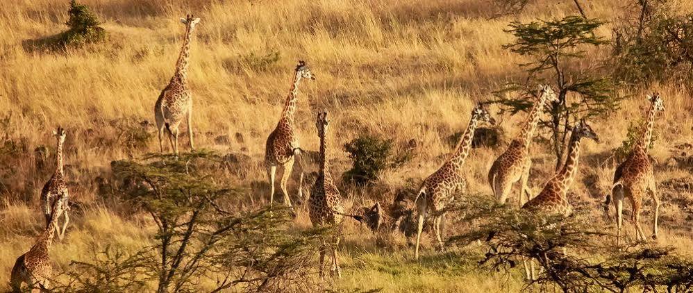 Hotel Mahali Mzuri Maasai Mara Exterior foto