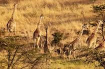 Hotel Mahali Mzuri Maasai Mara Exterior foto